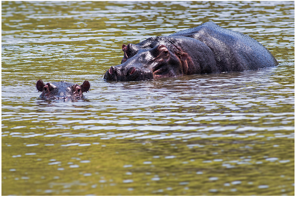 Hippo mit Nachwuchs