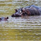 Hippo mit Nachwuchs