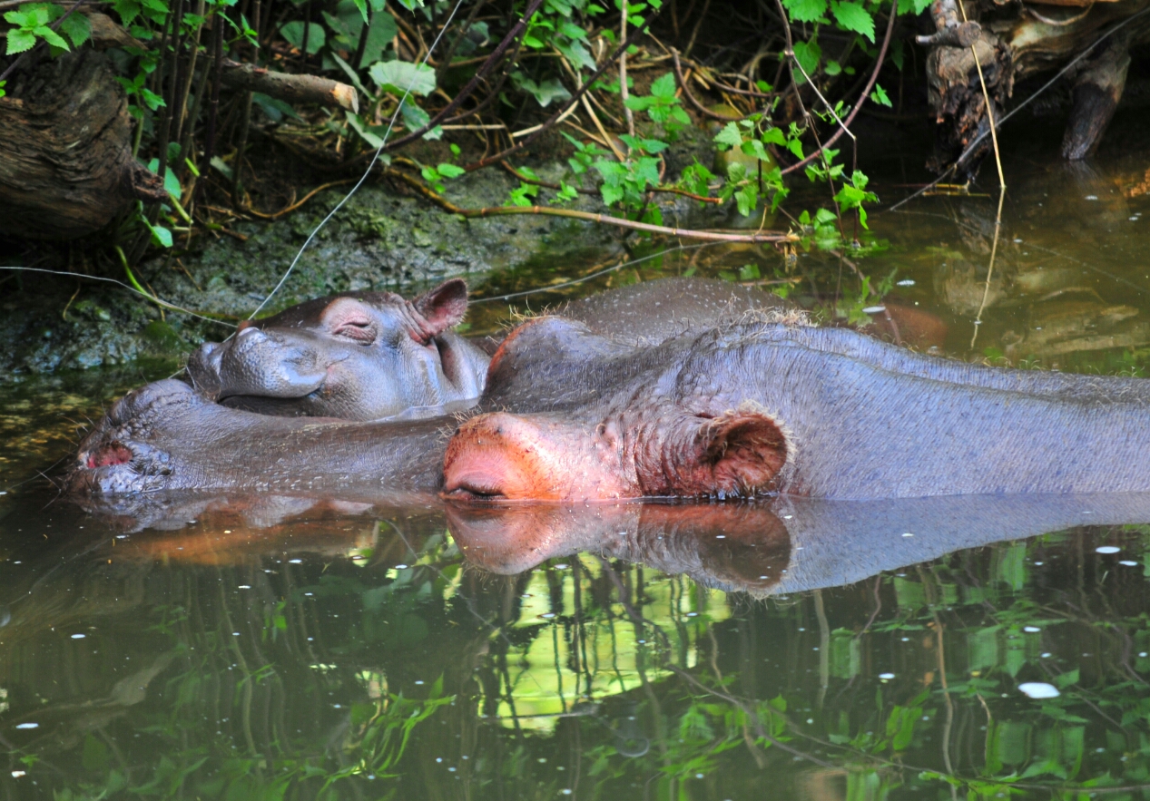 Hippo mit Nachwuchs