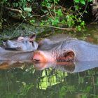 Hippo mit Nachwuchs