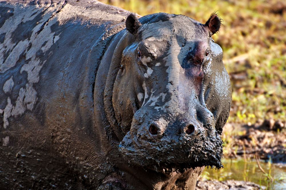 Hippo mit Schlammpackung