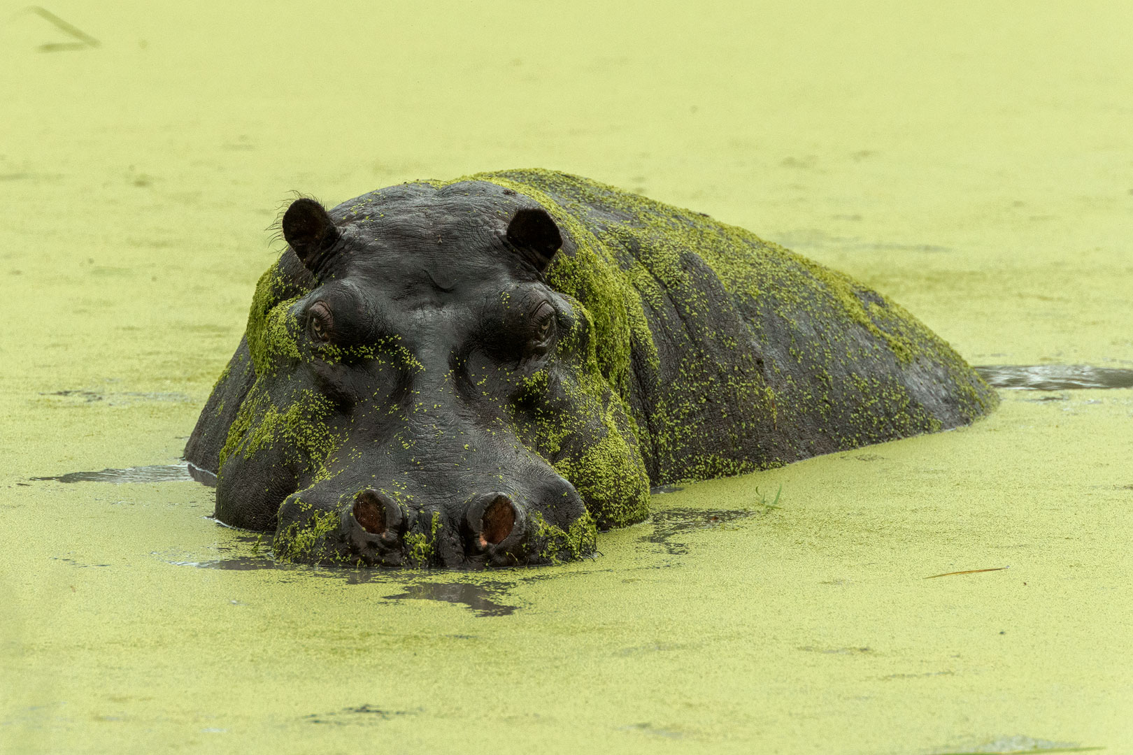 Hippo mit Tarnung