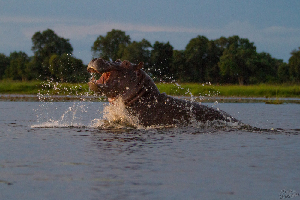 Hippo "mock charge" (Scheinangriff Hipp)