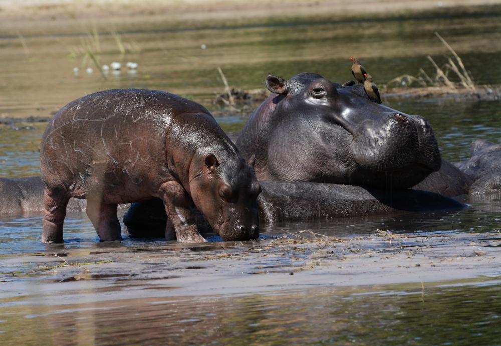 Hippo Nachwuchs