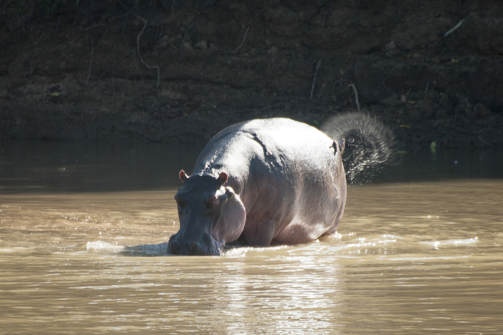 Hippo / North-Luangwa / 16.06.2013