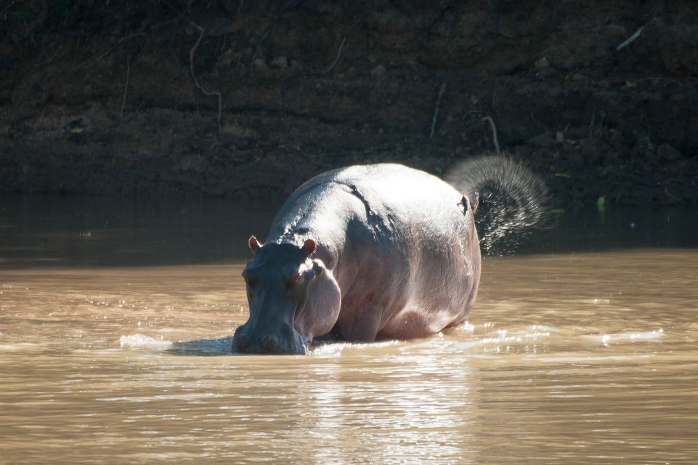 Hippo / North-Luangwa / 16.06.2013