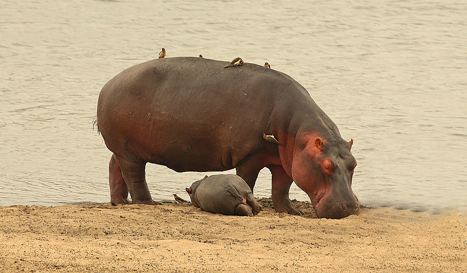 Hippo Nova