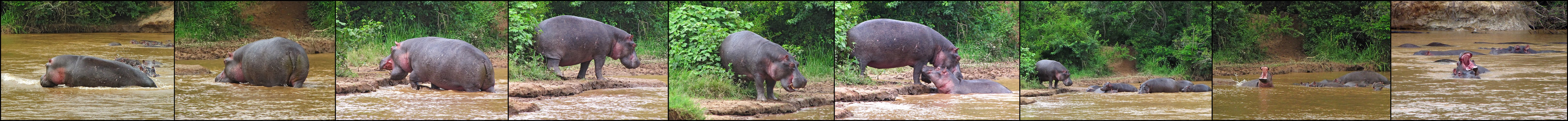 Hippo Paradies