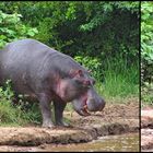 Hippo Paradies