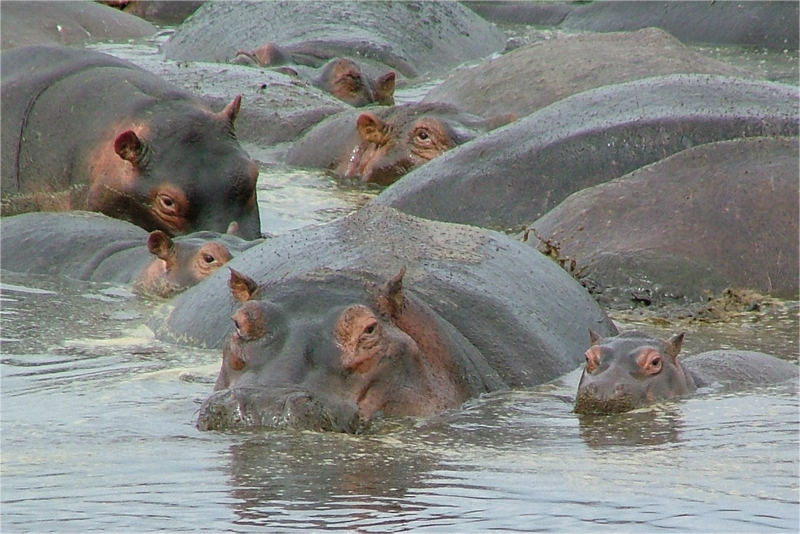 Hippo Party