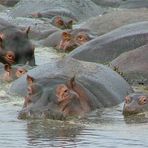 Hippo Party