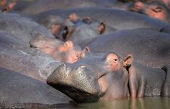 Hippo Pool