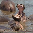 Hippo Pool