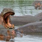 Hippo pool