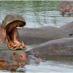 Hippo pool