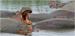 Hippo pool