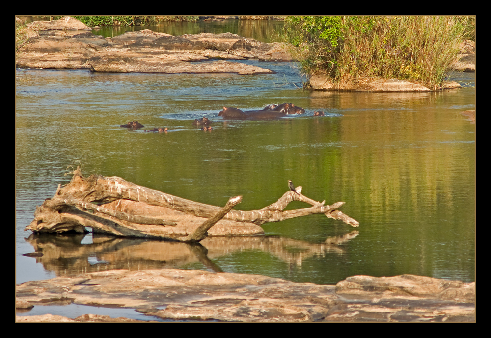 Hippo Pool