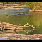 Hippo Pool