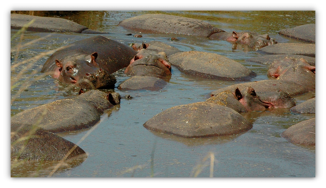 hippo pool