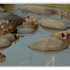 hippo pool