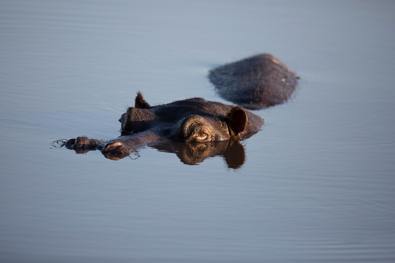 *Hippo Pool I *