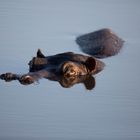 *Hippo Pool I *