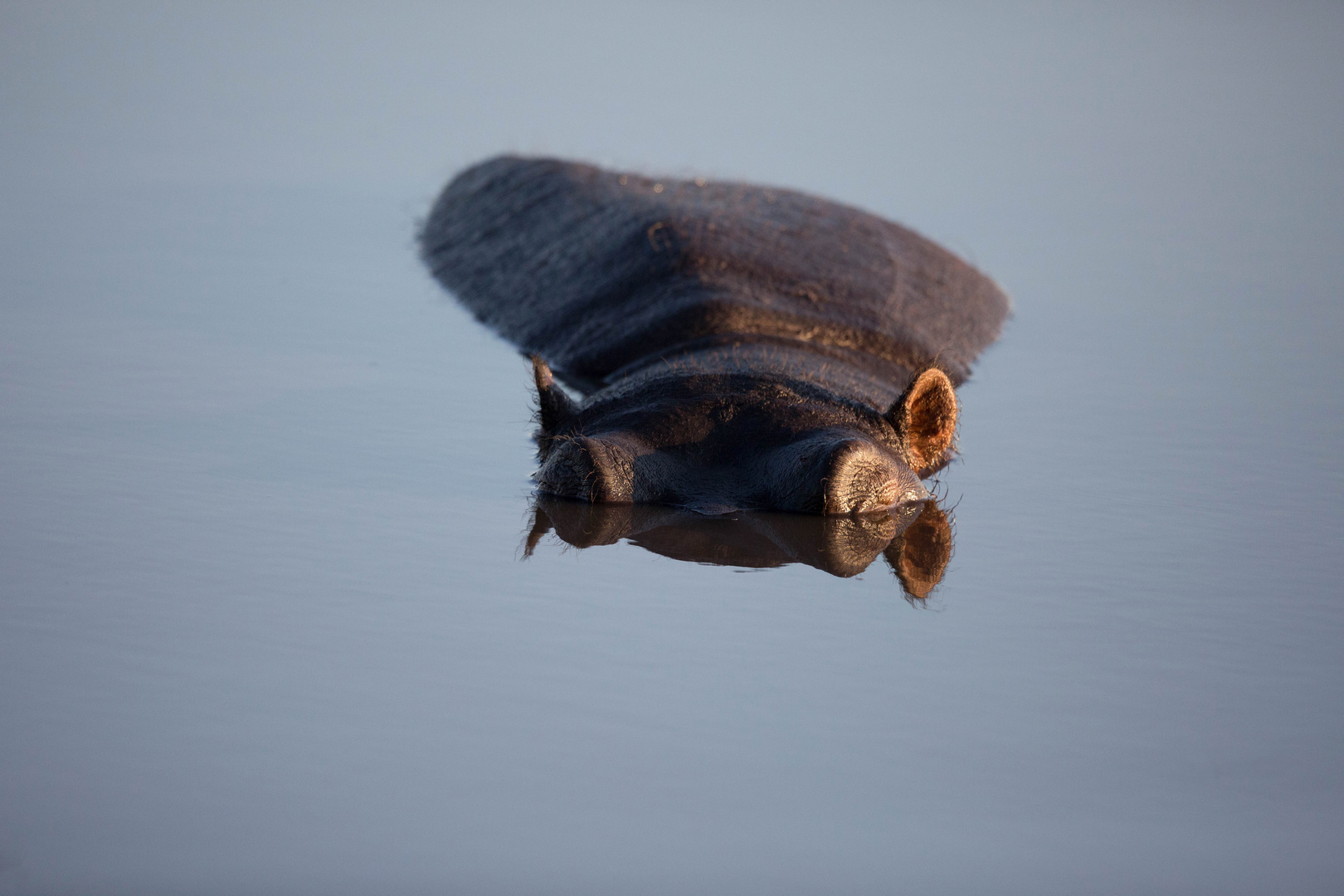 * Hippo Pool II *