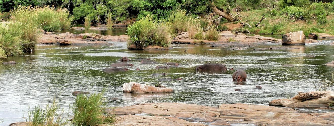 Hippo Pool im Krüger NP