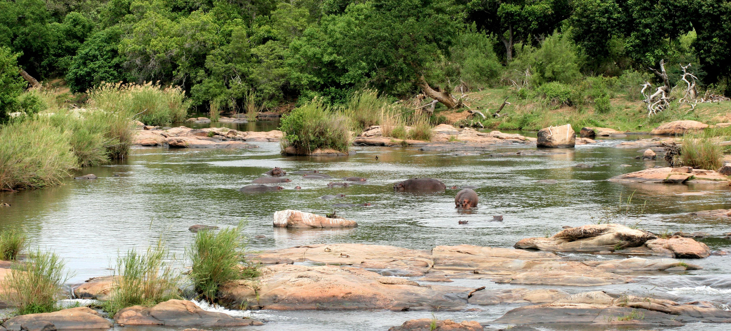 Hippo Pool Krüger Park