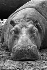 Hippo Portrait
