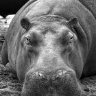 Hippo Portrait