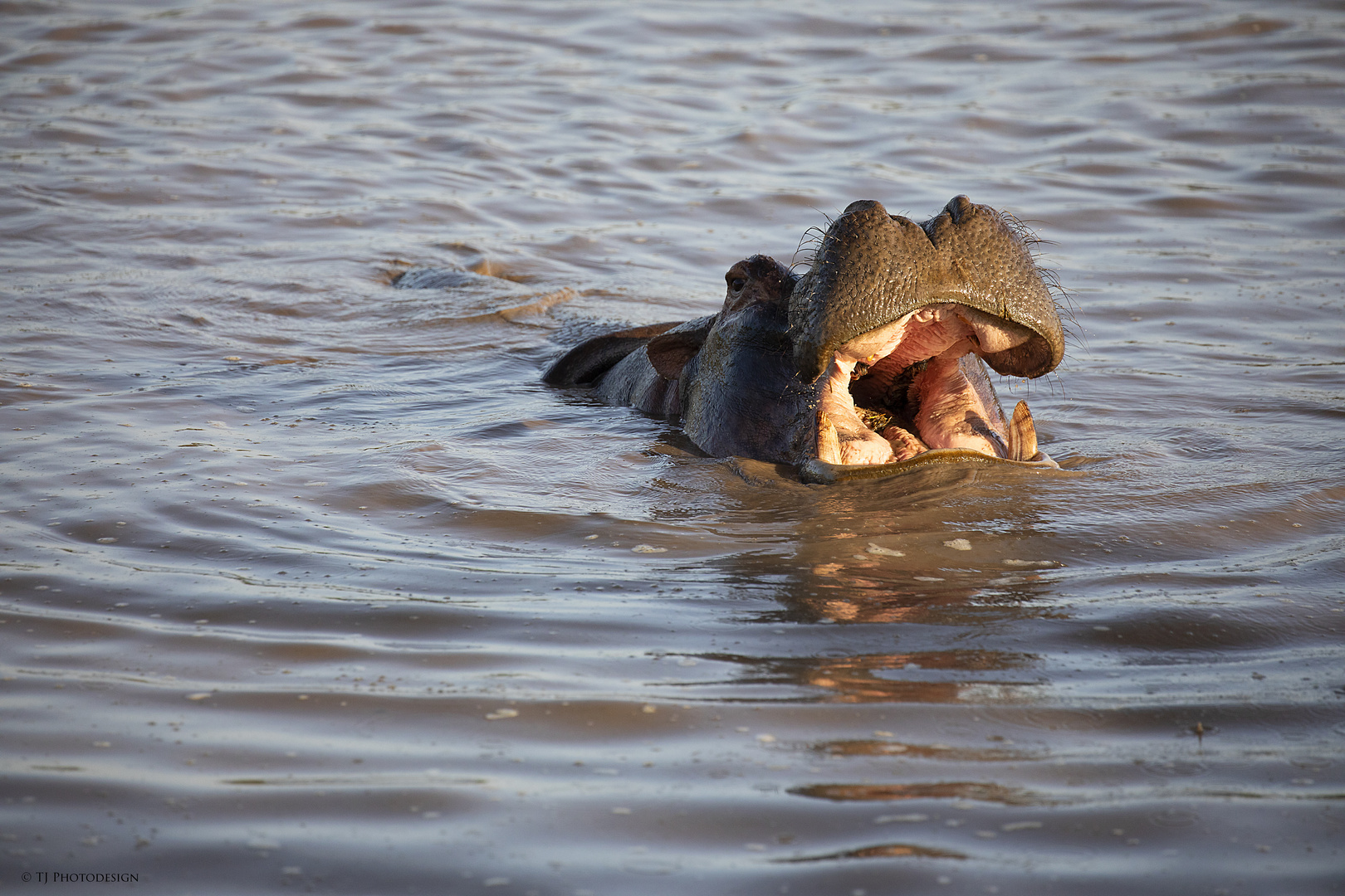 Hippo-Portrait