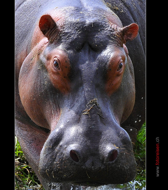 Hippo-Portrait