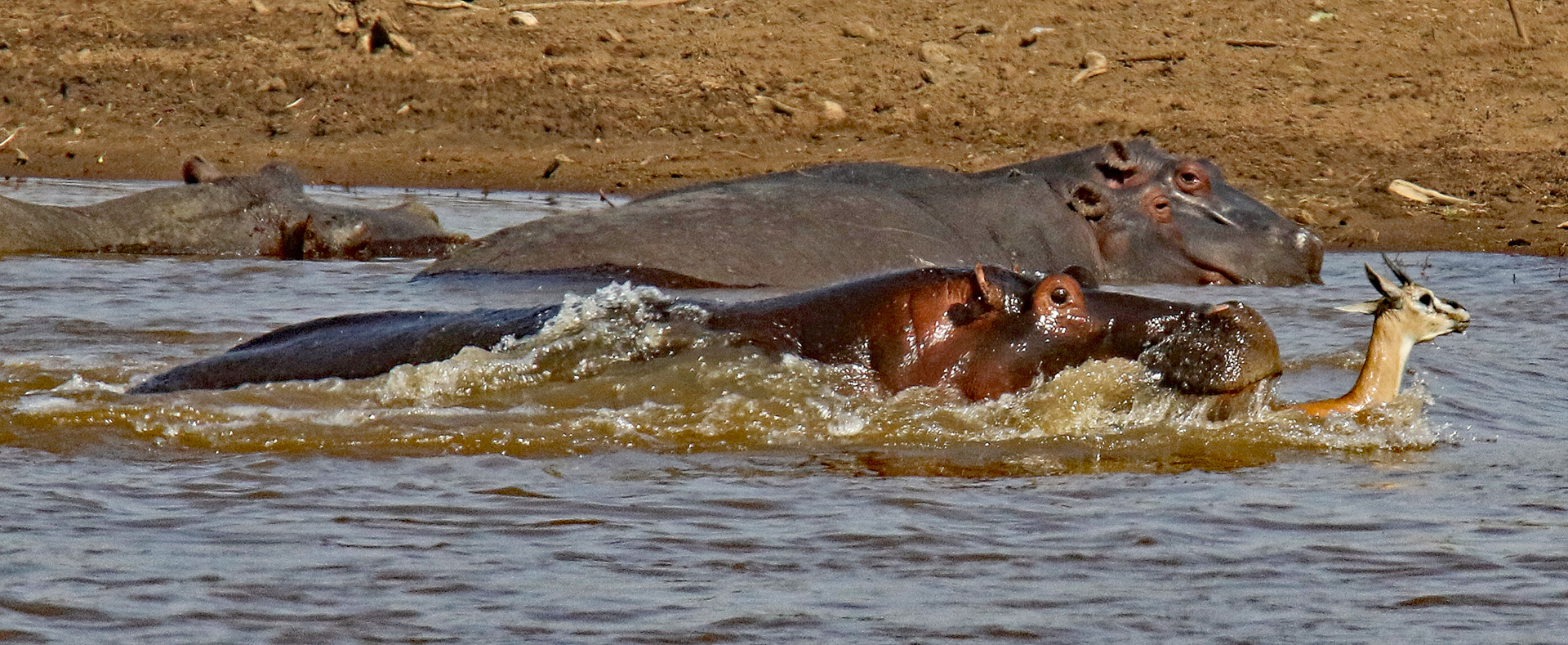 Hippo pursues Gazelle