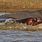 Hippo pursues Gazelle