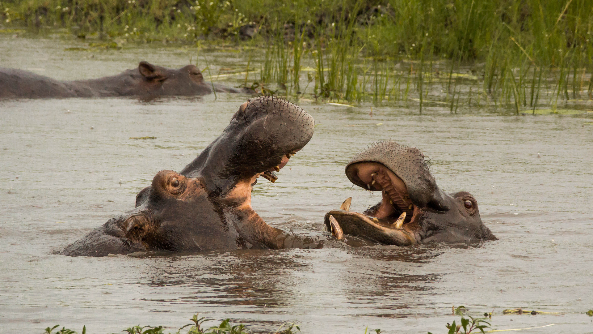 Hippo-Rendezvous im Chobe-River