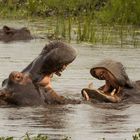 Hippo-Rendezvous im Chobe-River