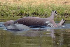 Hippo-Rolle