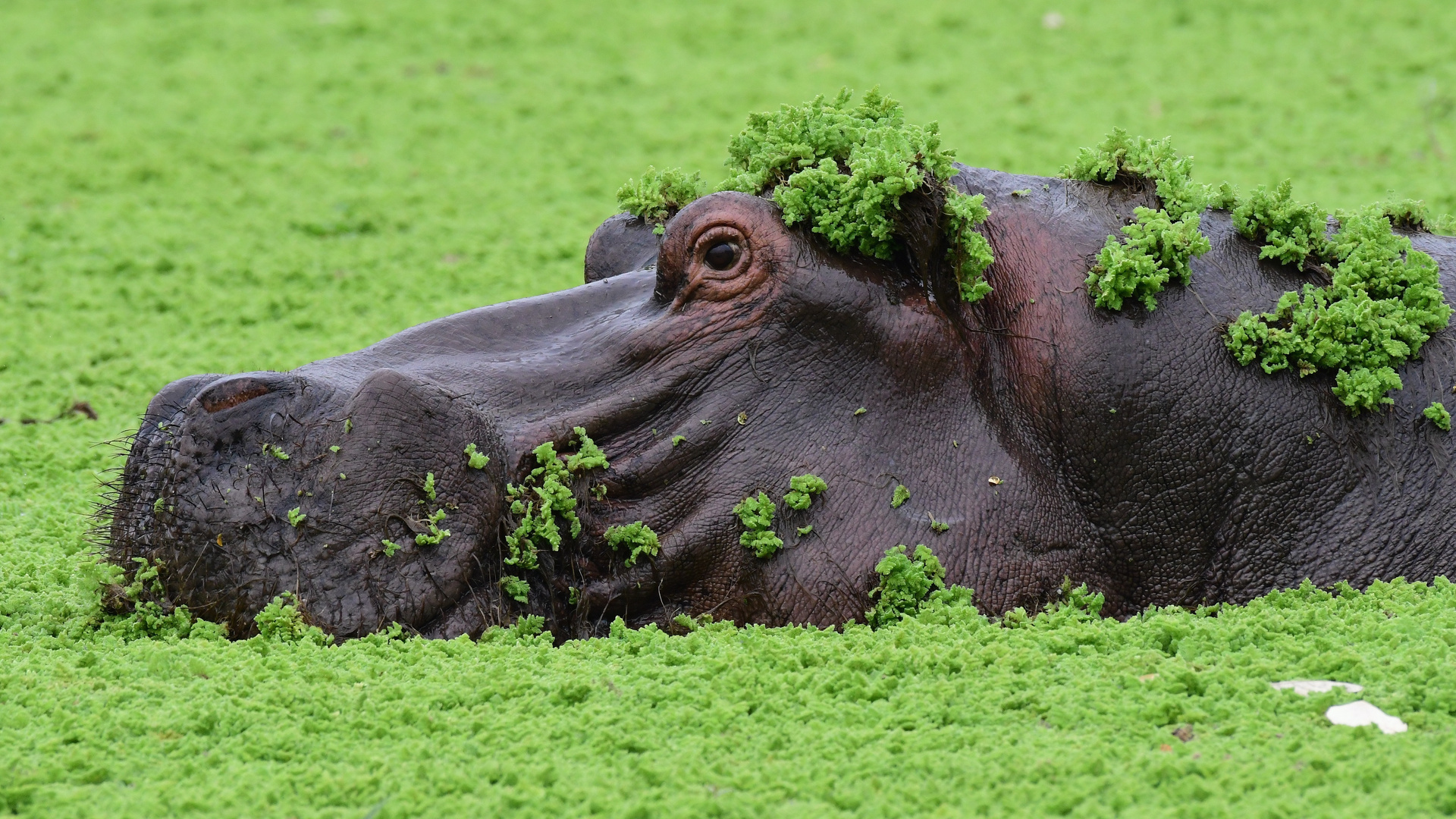 Hippo Salat