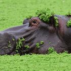 Hippo Salat