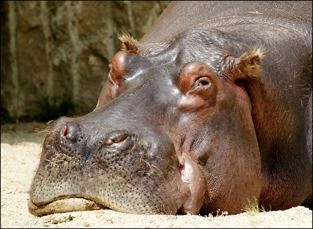 Hippo, schlecht gelaunt.