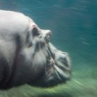 Hippo schwimmt