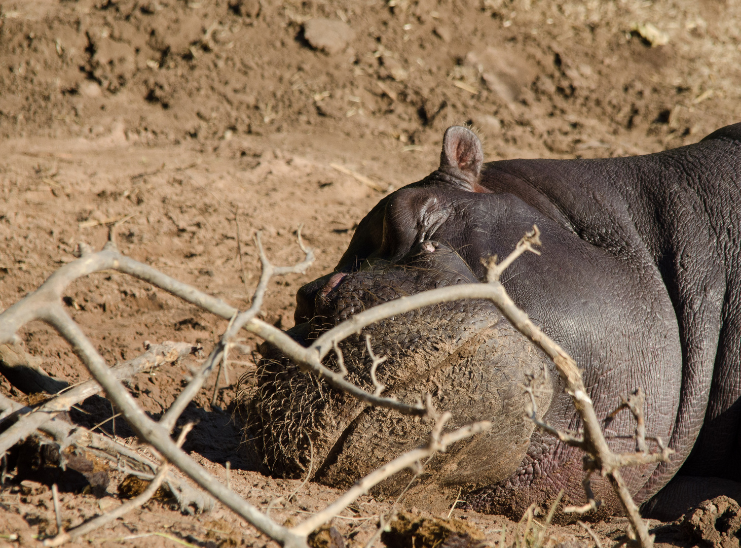 Hippo Siesta