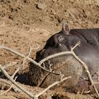 Hippo Siesta