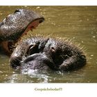 Hippo-Talk