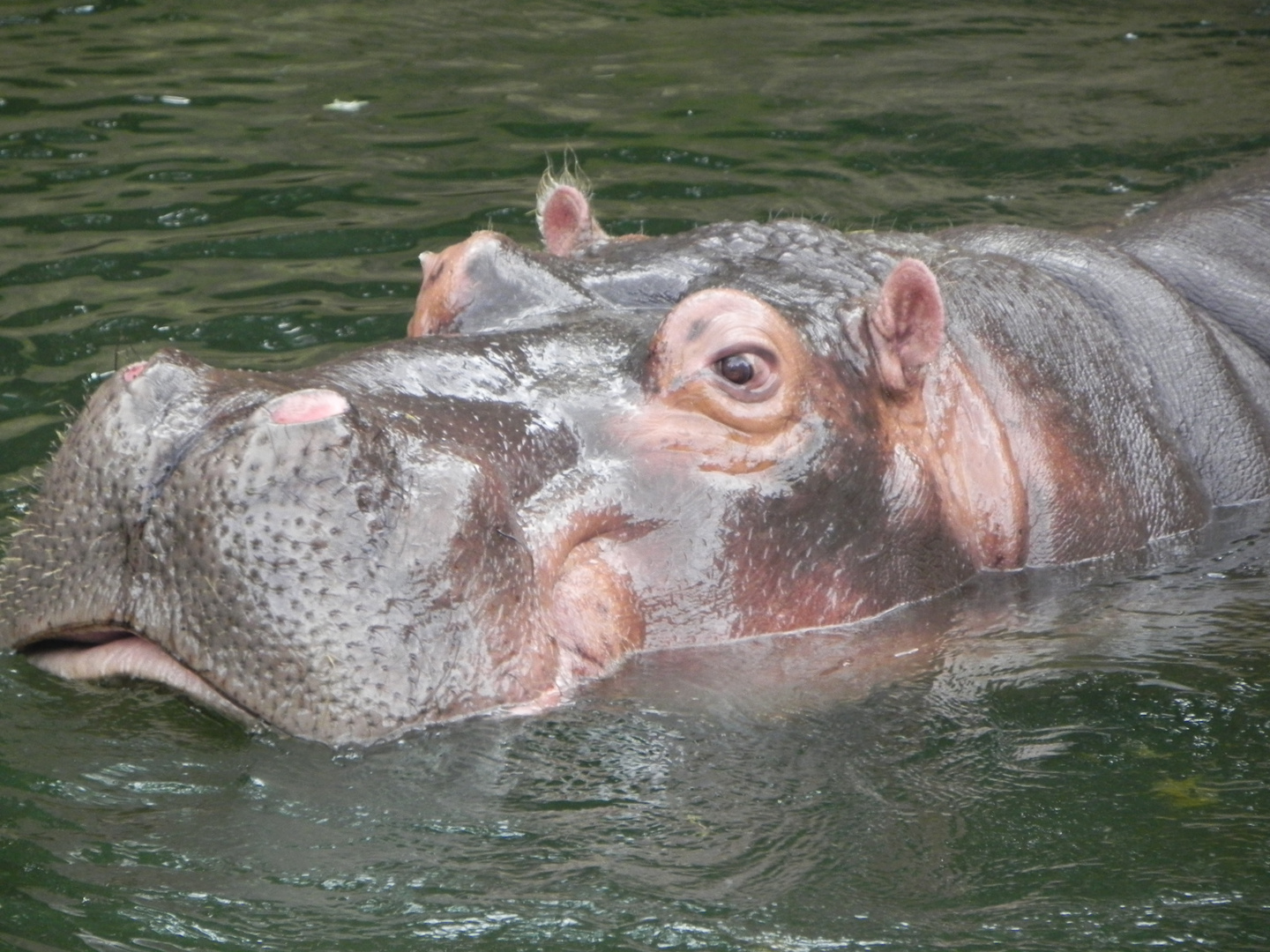 Hippo taucht auf