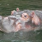 Hippo taucht auf