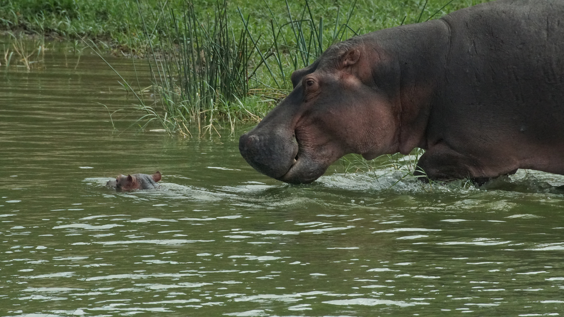 Hippo - Wildlife