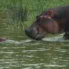 Hippo - Wildlife