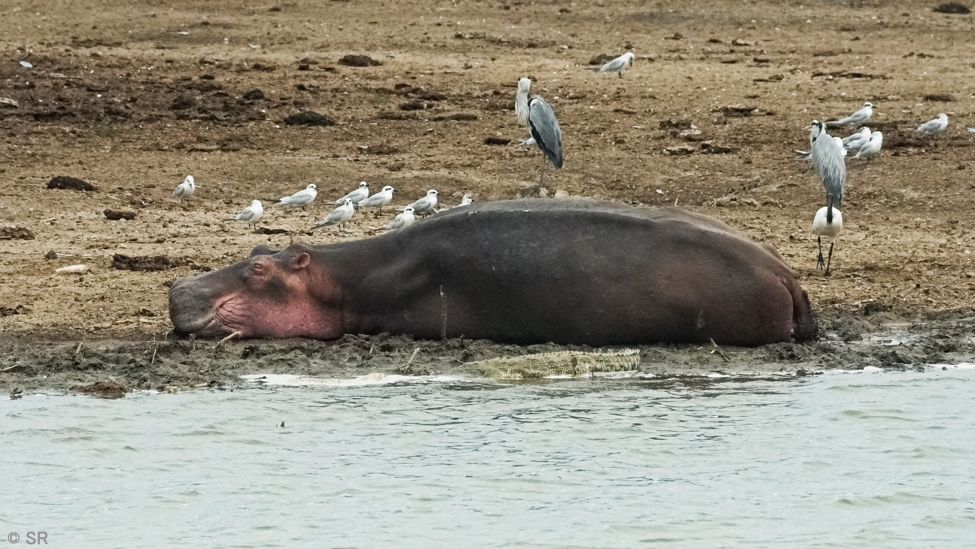 Hippo Wildlife